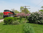 N. of Peoria; I wished my lilacs looked this good!  Is there a prettier spot on IAIS?