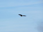 A bald eagle makes an appearance while ICCR builds their in the yard.