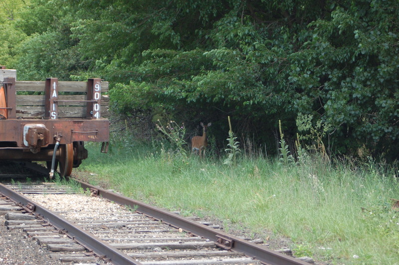 Another fellow railfan