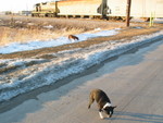 Shugie and the weiner dog get some exercise while the crew waits for the dispacher to answer their call-in.