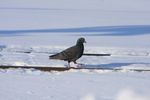 While the DS got "work with the EMDX 760 and IC&E 114 on the BNSF industrial track", he failed to mention this guy also fouling the limits.  (Yes, as my dad said, you know you're bored when you start shooting pigeons.)