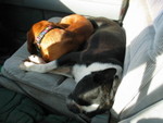 Shugie and the weiner dog had a long day in the car!