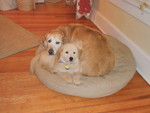 Molly with new little brother and layout helper Wrigley, who joined us on August 5, 2010.