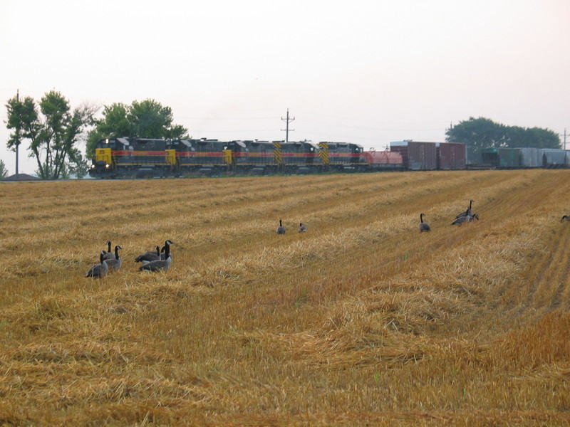 West train passes grazing Canada geese at the Durant Cemetery, July 19, 2006.