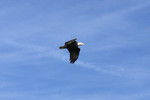 An eagle soars overhead while waiting for the BICB to cross the river.