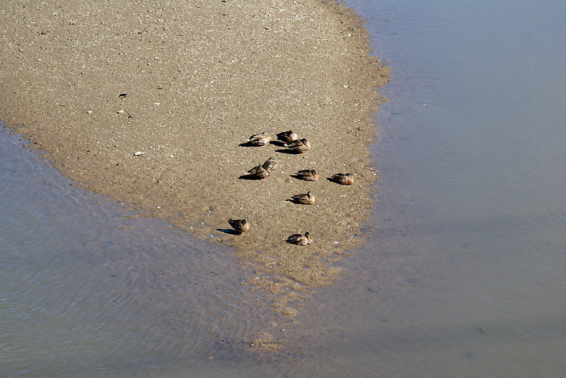 The ducks wait on the sandbar for the KCS detour.