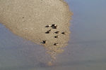 The ducks wait on the sandbar for the KCS detour.