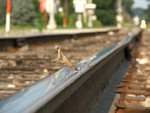 A praying mantis and daddy long legged spider share the rail head as IAIS train RINSU peers around the bend in downtown Ottawa.